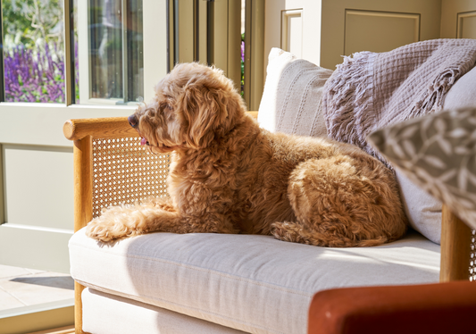 Dog-Friendly Escapes Across the UK