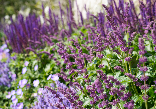 Essential Spring 2025 Home and Garden Preparation