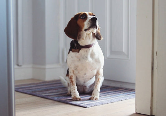 Tilly the Beagle sat on a Charcoal Stripe Turtle Mat