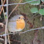 Garden Robin