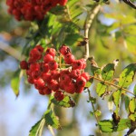 Winter Berries