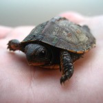 Baby_turtle_on_hand