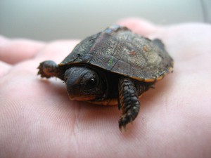 Baby Turtle on hand