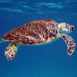 Green Turtle – Peter Richardson via MCS