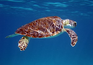 Green Turtle