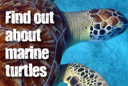 Find out about marine Turtles