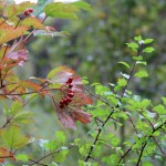 Autumn Berries