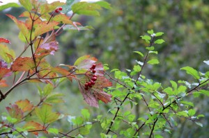 Autumn Berries