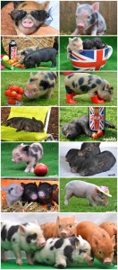 Micro Pigs