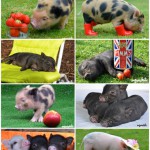 Micro Pigs