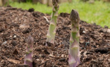 growing asparagus tips from Out of My Shed