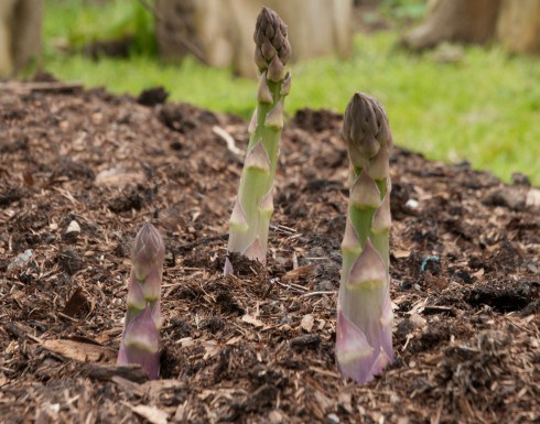 growing asparagus tips from Out of My Shed