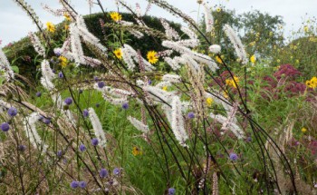 succisa-pratensisbottom-leftcimifuga-atropurpurea-and-yellow-hellenium-in-autumn-garden from out of my shed