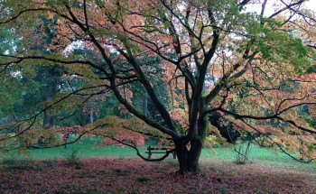 Westbirt Arboretum tree leaves