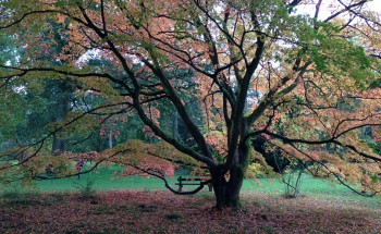 Westonbirt Arboretum