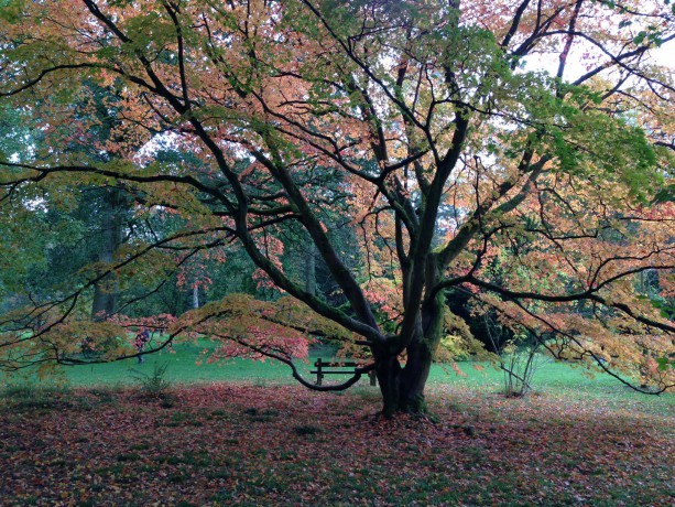 Westonbirt Arboretum