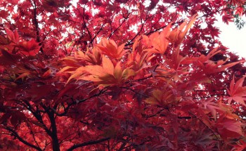 Westonbirt Autumn Colour Leaves