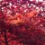 Westonbirt Arboretum autumn colour
