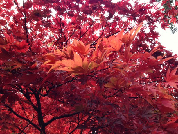 Westonbirt Arboretum autumn colour