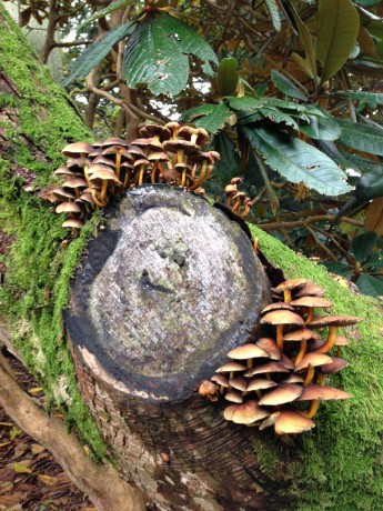 Westonbirt Arboretum Tree Stump