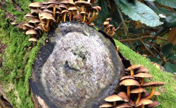 Westonbirt Arboretum Tree Stump