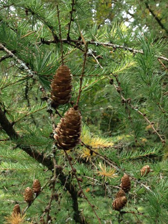 Westonbirt Arboretum Pine Cones