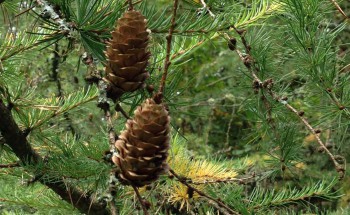 Westonbirt Arboretum Pine Cones