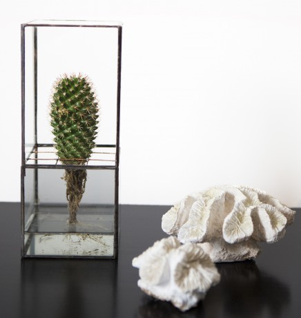 indoor plant in a black-edged terrarium