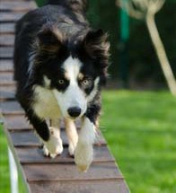 Agility dog