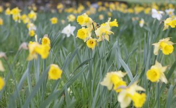 Daffodils