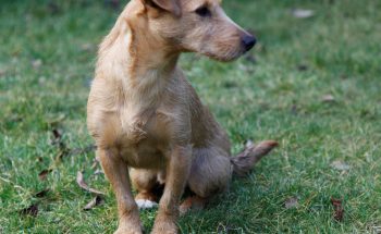 Tilly on a dog walk