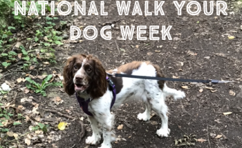 National walk your dog week