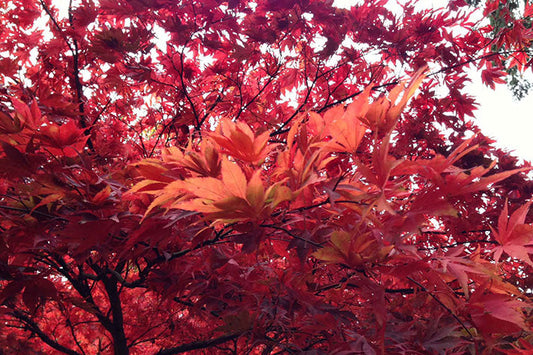 Autumn Colours in Gloucestershire and Beyond