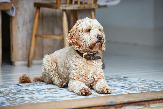 5 Highlights to Look out for at Crufts 2018