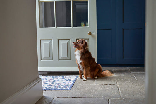 Six Healthy & Safe Homemade Dog Treat Recipes