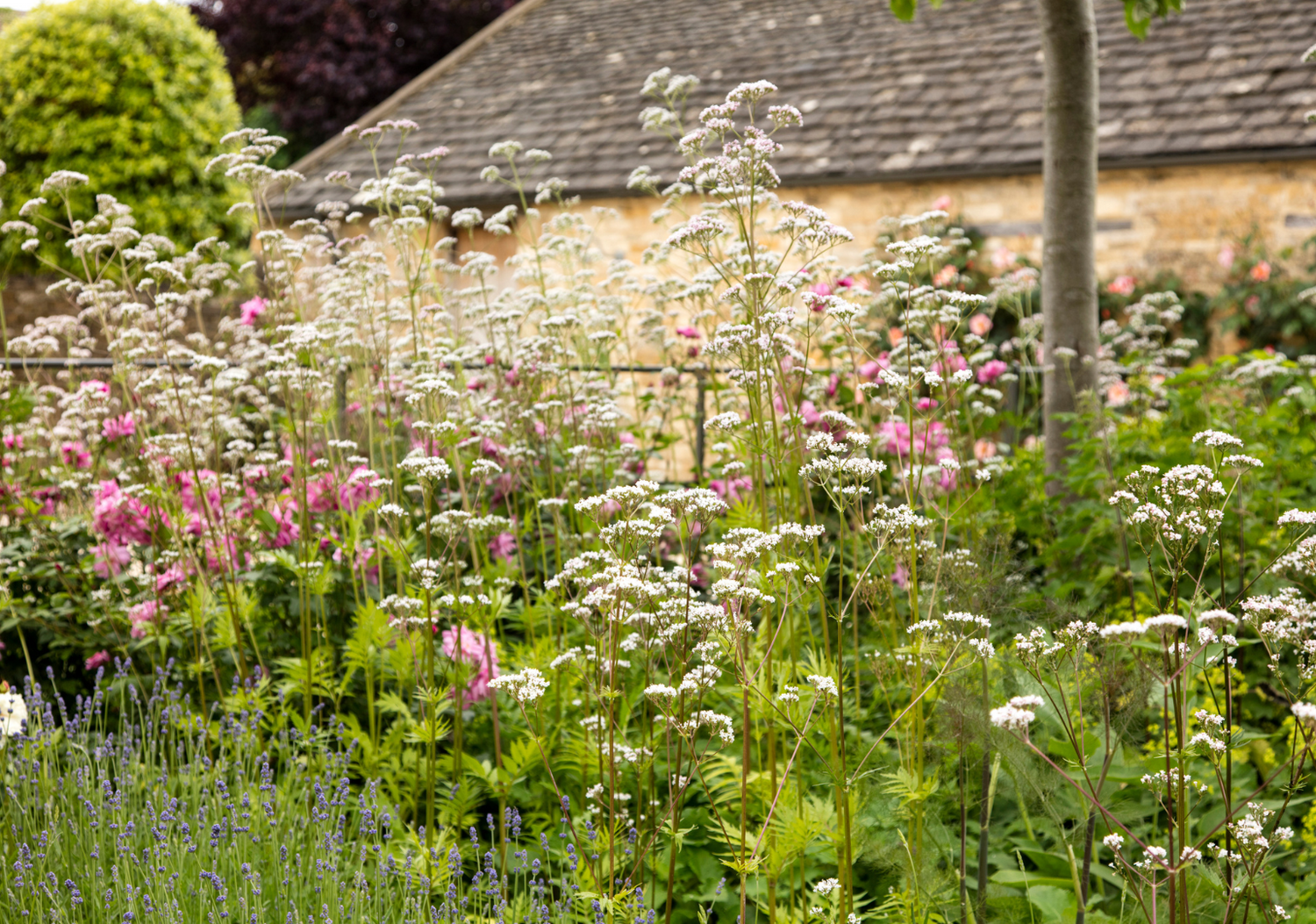Beautiful Flowers in Garden