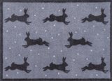 Hares Grey